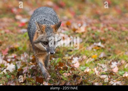 Grey Fox (Urocyon cinereoargenteus) Steps Forward Autumn - captive animal Stock Photo