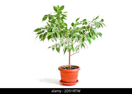Ficus benjamina in a brown pot on a white background. Houseplant. Stock Photo