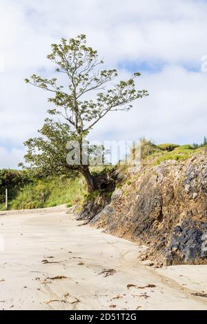 Tree at Old Head beach on the west coast at Louisburgh, County Mayo, Ireland Stock Photo