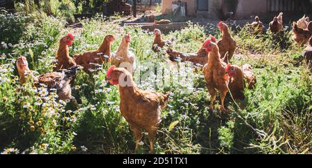 many brown chickens in the home pen Stock Photo