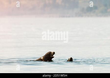 Closeup portrait of a California Sea Lion surfacing in Puget Sound Stock Photo