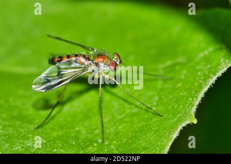 Long Legged fly resting on a green leaf in Houston, TX macro image. Beneficial insect that is a predatory species found worldwide. Stock Photo