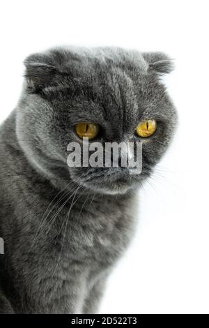 Scottish Fold cat, 9 and a half months old, sitting in front of white background Stock Photo