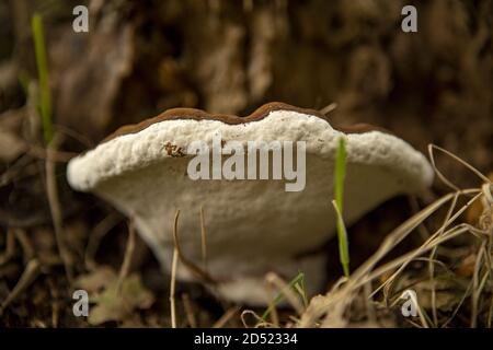 Brown cap mushroom with white bottom Stock Photo