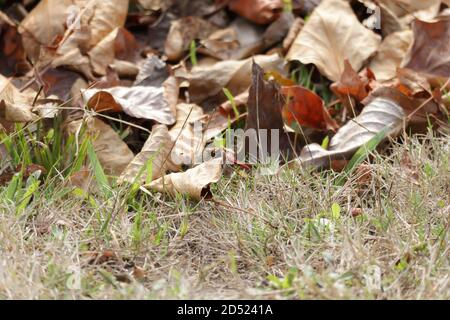 a red dragonfly on a dead leaf in dry grass Stock Photo