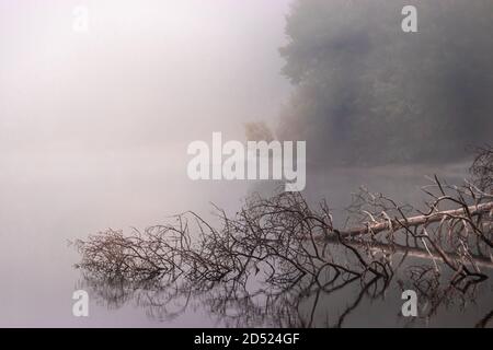 a dead fallen tree reflected in lake in foggy forest Stock Photo
