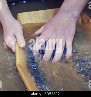 Men's hands wash gold sand in a wooden tray in the far East in Russia Stock Photo