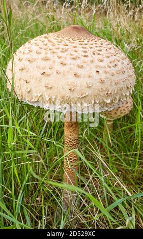 Close up picture of Parasol mushroom (Macrolepiota procera)  in grass, selective focus. Stock Photo