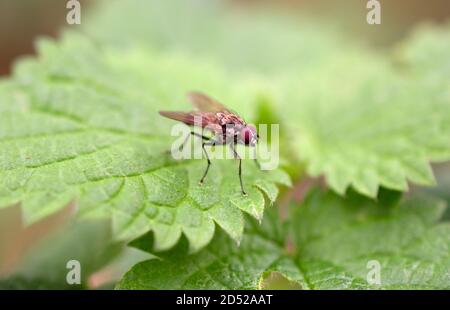 A small red-eyed fly resting on a Common Nettle leaf. Stock Photo