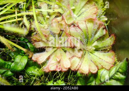 Drosera aliciae, the Alice sundew, is a carnivorous plant in the family Droseraceae. It is native to the Cape Provinces of South Africa Stock Photo