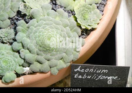 Aeonium tabuliforme, the flat-topped aeonium or saucer plant, is a species of succulent plant in the family Crassulaceae, native and endemic to Teneri Stock Photo