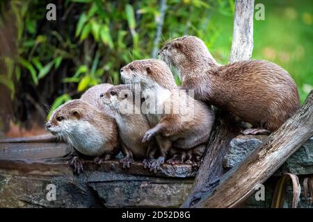 A group of Asian small-clawed otters, aonyx cinerea, huddled together. These semiaquatic mammels are considered vulnerable in the wild. Stock Photo