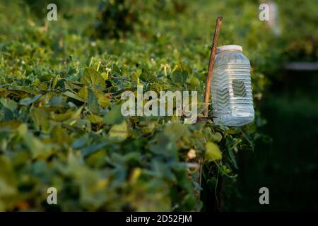 For catching insects and pests and traps have been made by leaking plastic bottles Stock Photo