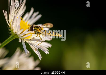 Long hoverfly (Sphaerophoria scripta) sitting on Common daisy (Bellis perennis) Stock Photo