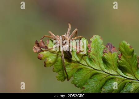 nursery web spider in macro on leaf Stock Photo