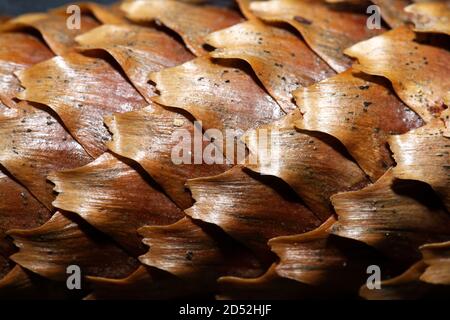 close up of pine cone in macro Stock Photo