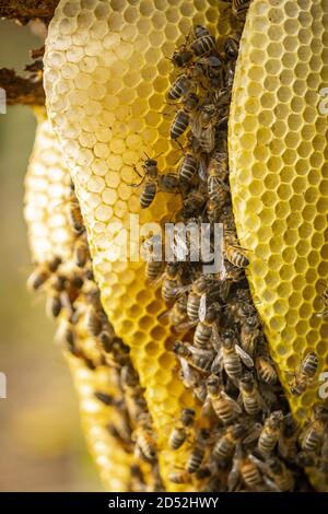 Details of a bee habitat bright yellow honeycomb Stock Photo