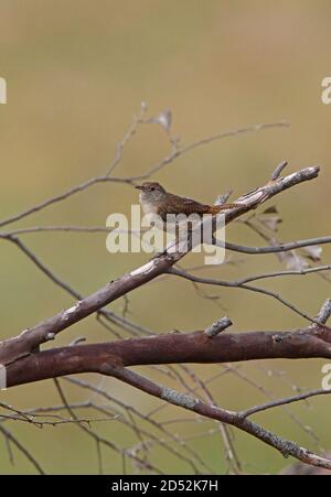 House Wren (Troglodytes aedon) adult on dead branch  Buenos Aires Province, Argentina         January