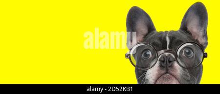 suspicious french bulldog puppy wearing glasses and looking up on yellow background Stock Photo