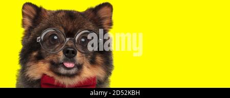 adorable pomeranian spitz dog wearing red bowtie and glasses, sticking out tongue and panting on yellow background