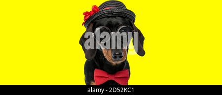 adorable teckel dachshund dog wearing bowtie, glasses and hat on yellow background Stock Photo