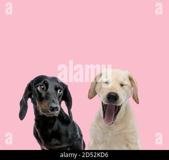 team of teckel dachshund and labrador retriever yawning on pink background Stock Photo