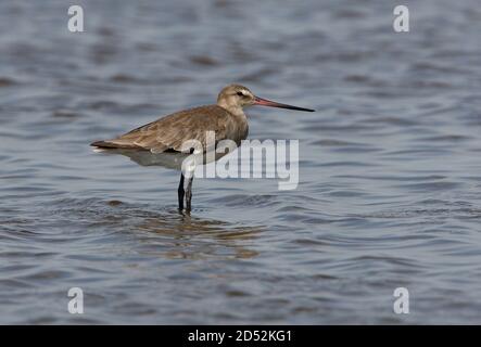 Hudsonian Godwit (Limosa haemastica) adult standing in shallow water on Pampas lagoon  Buenos Aires Province, Argentina         January Stock Photo