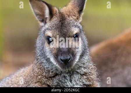 Close up of the head of a Bennett kangaroo Stock Photo