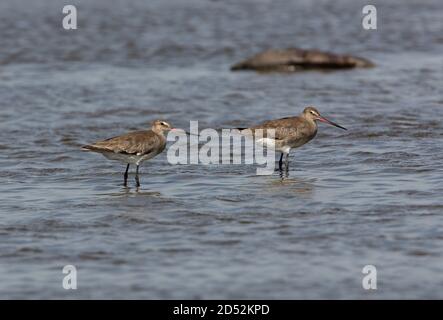 Hudsonian Godwit (Limosa haemastica) two adults standing in shallow water on Pampas lagoon  Buenos Aires Province, Argentina         January Stock Photo