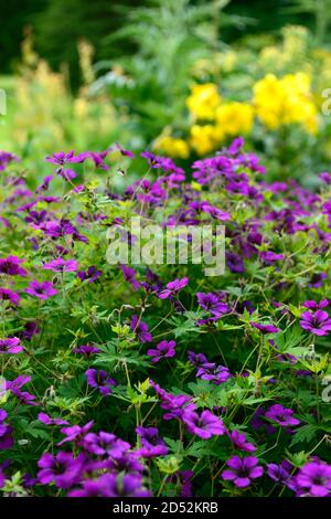 Geranium Anne Thomson, Geranium procurrens x Geranium psilostemon,purple magenta flowers,flowering,RM Floral Stock Photo