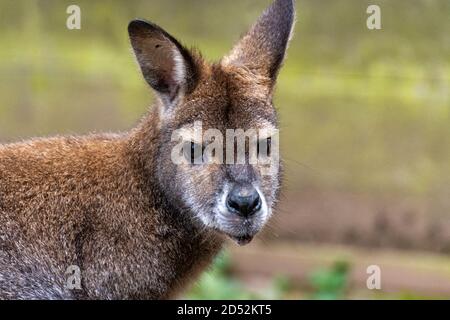 Close up of the head of a Bennett kangaroo Stock Photo