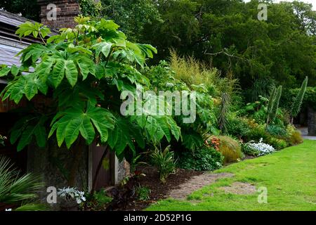 Tetrapanax rex,green foliage,leaves,plant portraits,evergreen shrubs,architectural plants,planting,asian plant,blarney castle and gardens,RM Floral Stock Photo