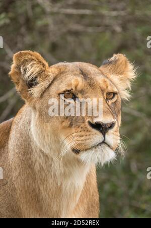 Vertical portrait of a female lion looking alert in Ndutu in Tanzania Stock Photo