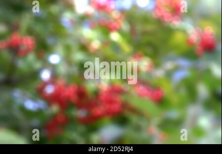 Red viburnum berries on a branch. Abstract nature of blurry colors Stock Photo