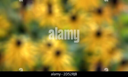 blurred background flowers in yellow and green colors. Abstract nature of blurry colors Stock Photo