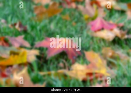 Yellow autumn maple leaves on a green lawn, Blurred background Stock Photo