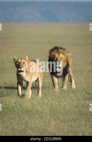 Mating pair of lions, Masai Mara, Kenya Stock Photo - Alamy