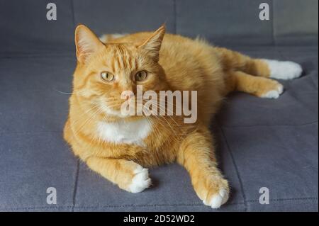 fluffy house cat, red cat at home resting, red cat lying on the sofa Stock Photo