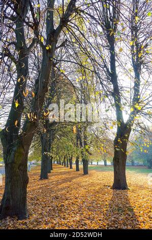 yellowed leaves on trees in the Park, autumn forest landscape Stock Photo
