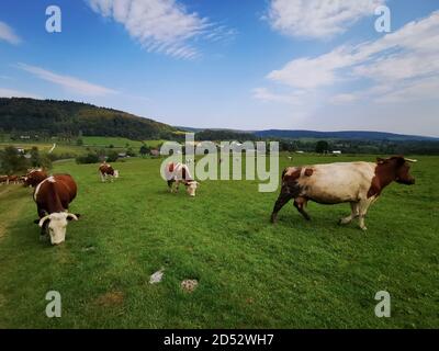 Hereford cows graze on a green meadow. Cattle grazing in the Beskid Mountains. Stock Photo