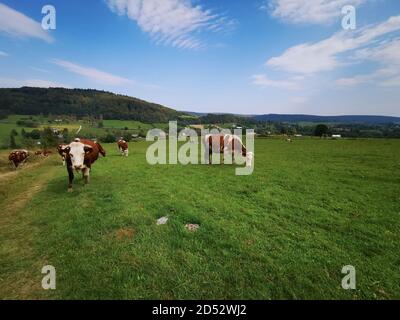Hereford cows graze on a green meadow. Cattle grazing in the Beskid Mountains. Stock Photo