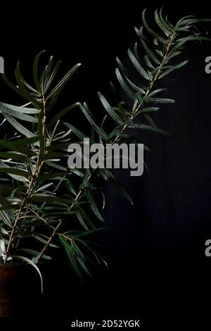 Beautiful gray-silver branches of a sea buckthorn plant in an old jug on a black background. minimalism interior design decoration. Stock Photo