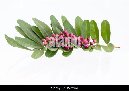 Pistacia lentiscus L, commonly known as lentisk or mastic  is a dioecious evergreen shrub or small tree of the genus Pistacia, growing up to 4 m tall Stock Photo