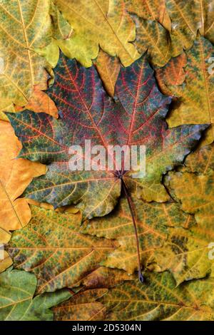 Autumn. Multicolored maple leaves. Background autumn leaves. Leaf group. High quality photo Stock Photo