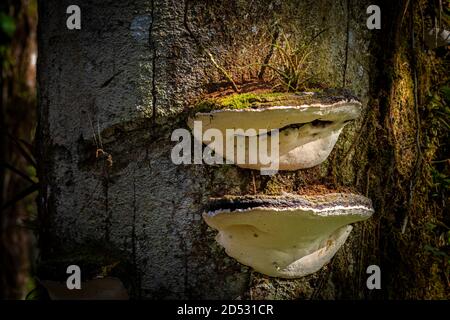 Shelf fungi on a tree in the cloud forest of Panama Stock Photo
