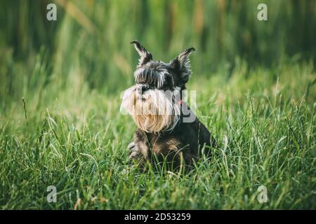 Miniature Schnauzer Dog Or Zwergschnauzer Funny Fast Running Outdoor In Summer Grass Stock Photo