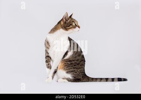 close-up-portrait-of-funny-