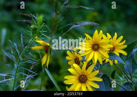Pretty yellow wildflowers grow along the roadways in Missouri. The defocused background draws the eye to the daisly like flowers. Stock Photo