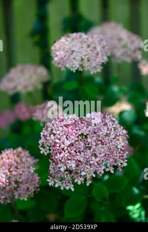 Hydrangea arborescens Pink Annabelle,Ncha2,pink white flowers,flower,flowering,garden,hydrangeas,RM Floral Stock Photo