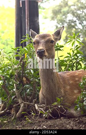 Deer sitting at street corner in Nara, Japan Stock Photo